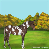 Horse Color:White Spotted Silver Brown Appaloosa 