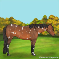 Horse Color:White Spotted Bay 