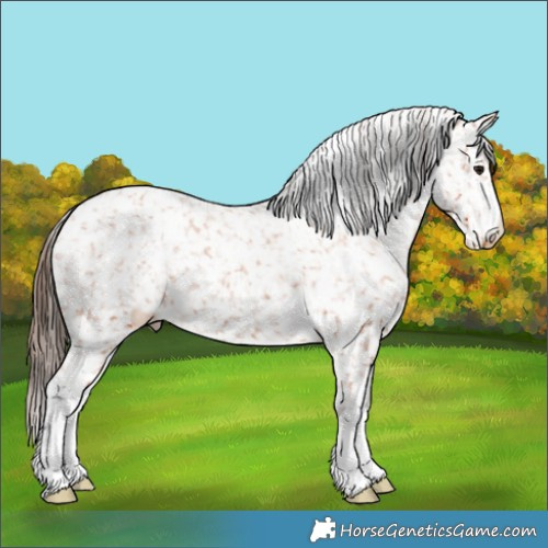Horse Color:Bay Appaloosa Rabicano 