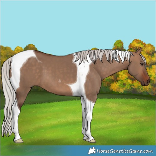 Horse Color:Silver Brown Dun Tobiano 