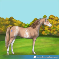 Horse Color:White Spotted Gold Champagne Sabino 