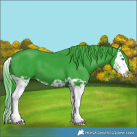 Horse Color:Watercolor Black Splash