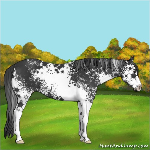 Horse Color:White Spotted Black Sabino 