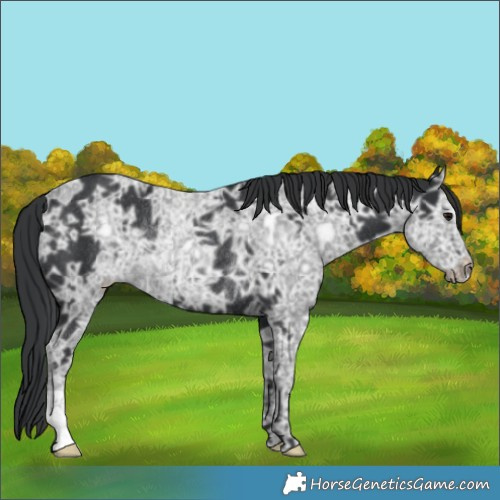 Horse Color:Black Ice Rabicano 