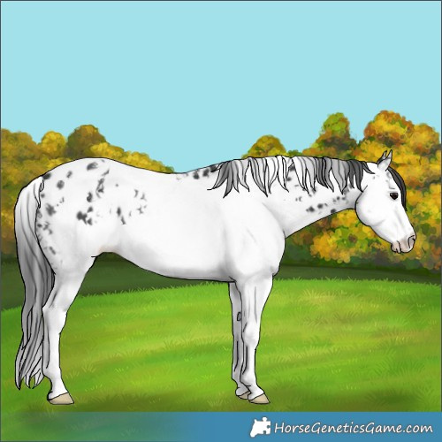 Horse Color:White Spotted Black Splash Appaloosa