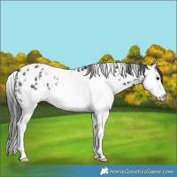 Horse Color:White Spotted Black Splash Appaloosa 