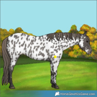 Horse Color:Smoky Blue Roan Appaloosa 
