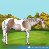 Horse Color:Gray Silver Black Pearl Tobiano 
