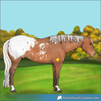 Horse Color:Silver Bay Appaloosa 
