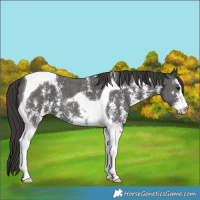 Horse Color:Smoky Black Sabino Tobiano 