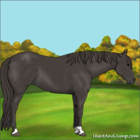 Horse Color:Smoky Black 