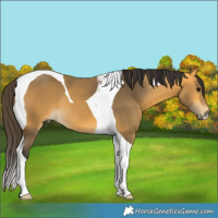 Horse Color:Buckskin Tobiano