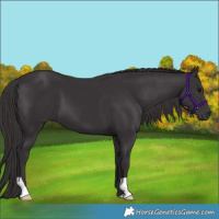 Horse Color:Smoky Black