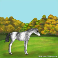 Horse Color:White Spotted Black Appaloosa