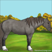 Horse Color:Grullo Appaloosa 