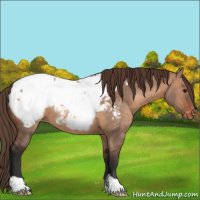 Horse Color:Brown Dun Appaloosa 
