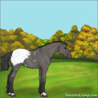 Horse Color:Grullo Appaloosa