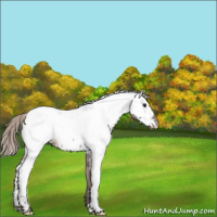 Horse Color:Silver Grullo Appaloosa 