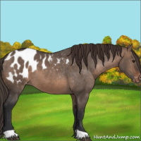 Horse Color:Brown Dun Appaloosa 