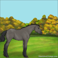 Horse Color:Grullo 