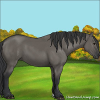 Horse Color:Grullo 