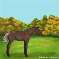 Horse Color:Silver Brown Roan 