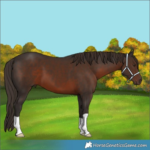 Horse Color:Liver Chestnut 