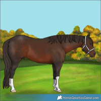 Horse Color:Liver Chestnut 