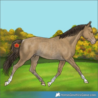 Horse Color:Classic Cream Champagne Rabicano 