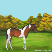 Horse Color:Brown Tobiano 