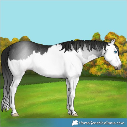 Horse Color:Gray Smoky Black Splash Rabicano