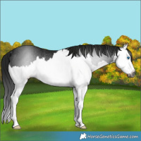 Horse Color:Gray Smoky Black Splash Rabicano