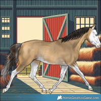 Horse Color:Buckskin Dun Splash Rabicano 