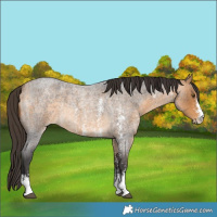 Horse Color:Buckskin Roan Sabino Rabicano 