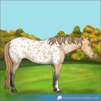 Horse Color:Buckskin Dun Sabino Appaloosa 