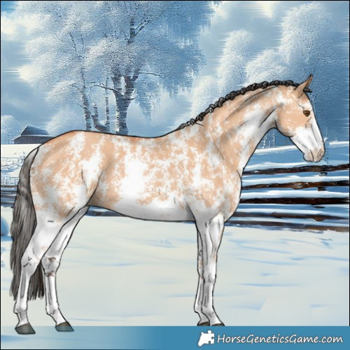 Horse Color:Bay Dun Sabino Rabicano 