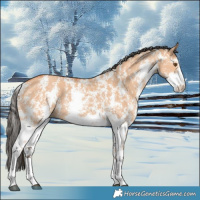 Horse Color:Bay Dun Sabino Rabicano