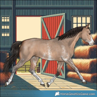 Horse Color:Bay Dun Sabino