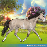 Horse Color:Bay Dun Sabino 