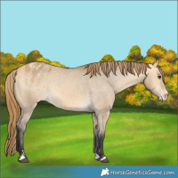 Horse Color:Buckskin Dun Appaloosa Rabicano 