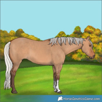 Horse Color:Silver Bay Dun Sabino 