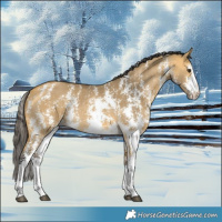 Horse Color:Buckskin Dun Sabino Rabicano 