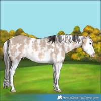 Horse Color:White Spotted Bay Dun Sabino Splash 