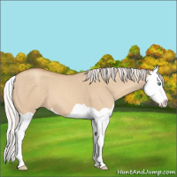 Horse Color:Silver Classic Champagne Dun Splash 