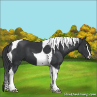 Horse Color:Black Sabino Tobiano