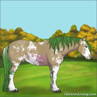 Horse Color:Watercolor Bay Sabino 