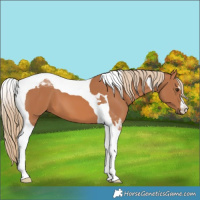 Horse Color:Chestnut Tobiano