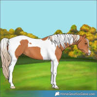 Horse Color:Chestnut Tobiano