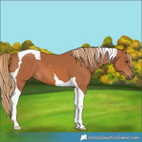 Horse Color:Chestnut Tobiano