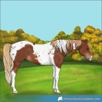 Horse Color:Chestnut Tobiano